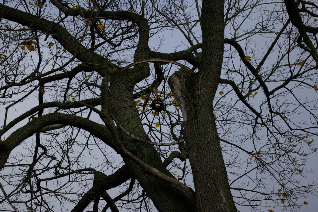 IMGP3343