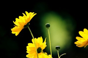 geles (2)_3