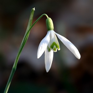 snieguolė